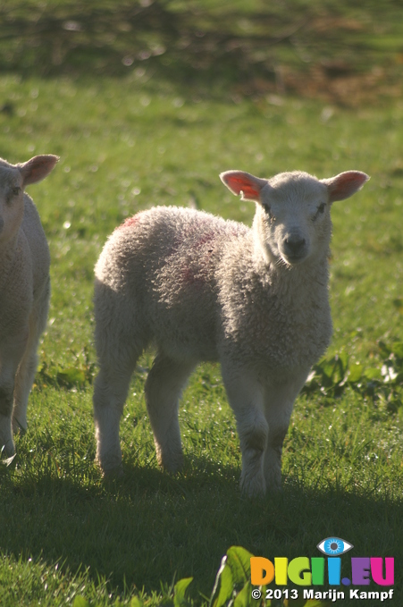 D7D00324 Lamb in morning sun